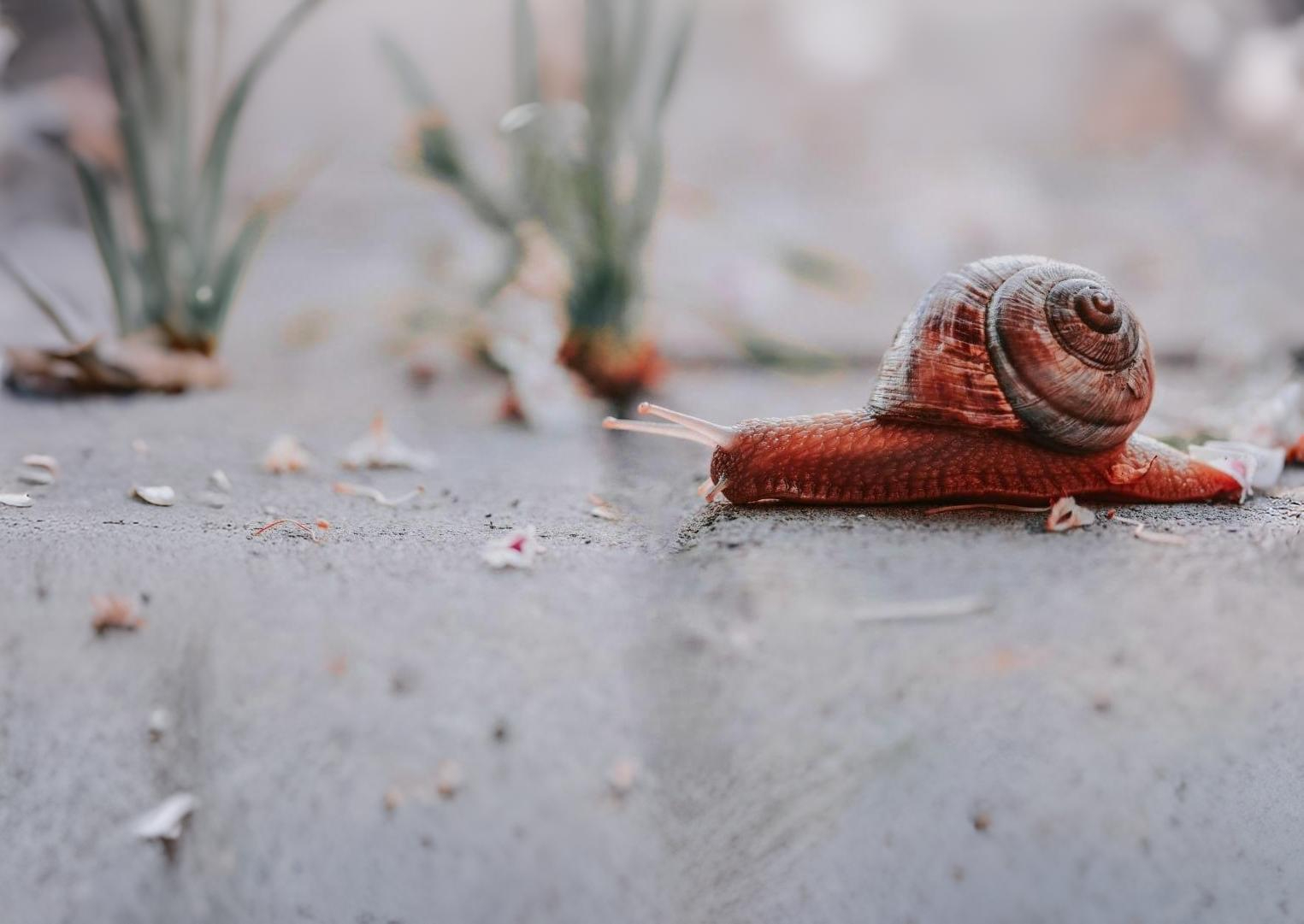 Dolnośląskie Stowarzyszenie Przyjaciół<br>Dzieci i Młodzieży z Wadami Słuchu<br>SONORUS