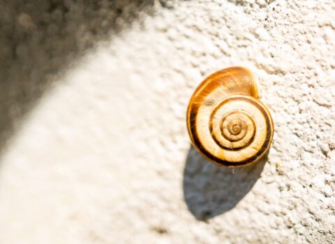 Autorski turnus dla rodzin dzieci z implantami słuchowymi